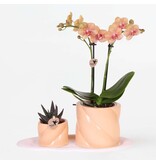 Cadeauset orchidee 'Orange S' - Phalaenopsis - Hoogte 30cm