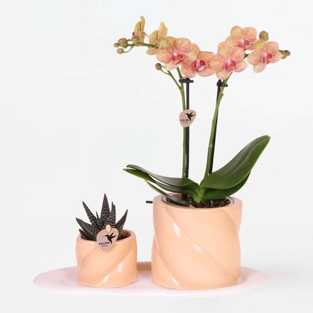 Cadeauset orchidee 'Orange S' - Phalaenopsis - Hoogte 30cm