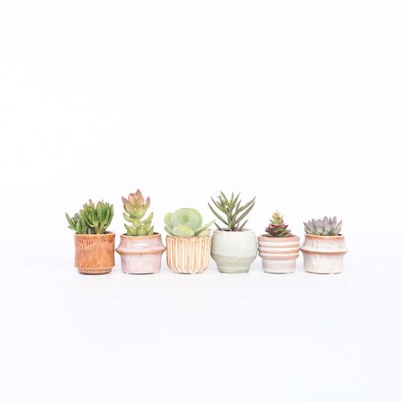 Mini-vetplanten - Set van 60 - Succulentenmix - Hoogte 5-10cm - ⌀5,5cm