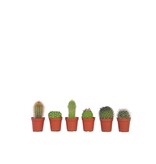 Mix cactus - Set van 60 - Cactus - Hoogte 5-10cm - ⌀5,5cm