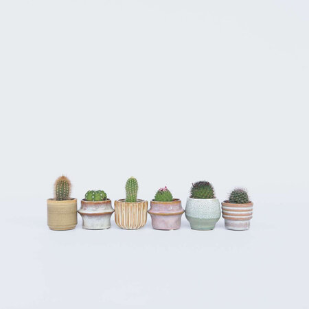 Mix cactus - Set van 60 - Cactus - Hoogte 5-10cm - ⌀5,5cm