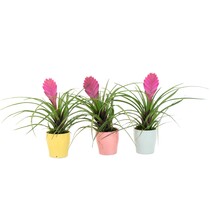 Tillandsia cyanea ‘Pastel’ – Set van 3 met pot – Hoogte 20–30cm – ø7cm