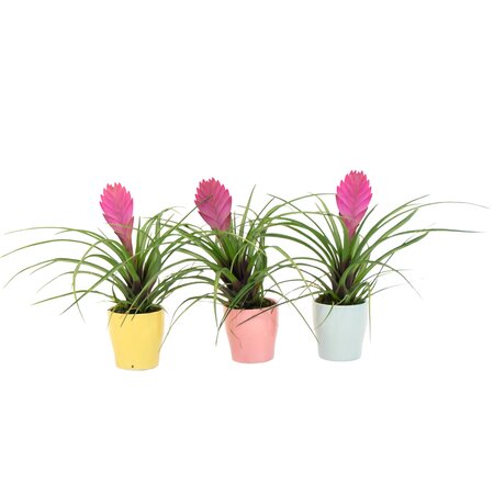 Tillandsia cyanea ‘Pastel’ – Set van 3 met pot – Hoogte 20–30cm – ø7cm