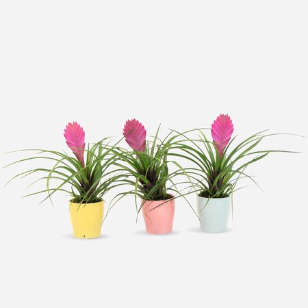 Tillandsia cyanea ‘Pastel’ – Set van 3 met pot – Hoogte 20–30cm – ø7cm