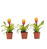 Tillandsia Vriesea 'Dorado' - Set van 3 - Hoogte 15-25cm - ø7cm