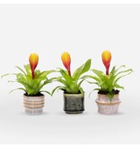 Tillandsia Vriesea 'Dorado' - Set van 3 - Hoogte 15-25cm - ø7cm