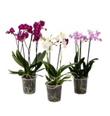 Vlinderorchidee - Mix van 3 - Phalaenopsis Multiflora - Hoogte 35-45cm - ⌀12cm