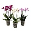 Vlinderorchidee - Mix van 3 - Phalaenopsis Multiflora - Hoogte 35-45cm - ⌀12cm