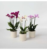 Vlinderorchidee - Mix van 3 - Phalaenopsis Multiflora - Hoogte 35-45cm - ⌀12cm