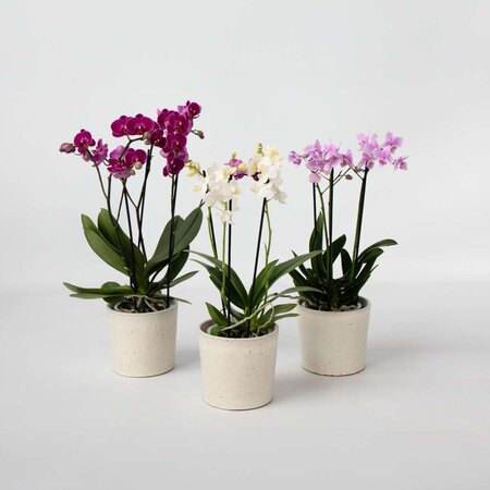 Vlinderorchidee - Mix van 3 - Phalaenopsis Multiflora - Hoogte 35-45cm - ⌀12cm