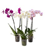 Vlinderorchidee - Mix van 3 - Phalaenopsis - Hoogte 50-60cm - ⌀12cm