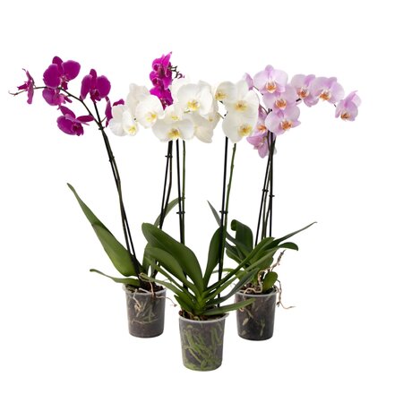 Vlinderorchidee - Mix van 3 - Phalaenopsis - Hoogte 50-60cm - ⌀12cm