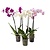 Vlinderorchidee - Mix van 3 - Phalaenopsis - Hoogte 50-60cm - ⌀12cm