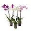 Vlinderorchidee - Mix van 3 - Phalaenopsis - Hoogte 50-60cm - ⌀12cm