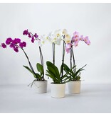 Vlinderorchidee - Mix van 3 - Phalaenopsis - Hoogte 50-60cm - ⌀12cm