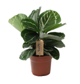 Pauwenplant - Calathea 'Julia' - Hoogte 35-45cm - ⌀17cm