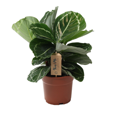 Pauwenplant - Calathea 'Julia' - Hoogte 35-45cm - ⌀17cm