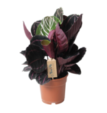 Pauwenplant - Calathea 'Dottie' - Hoogte 30-40cm - ⌀17cm