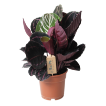 Pauwenplant - Calathea 'Dottie' - Hoogte 30-40cm - ⌀17cm