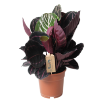 Pauwenplant - Calathea 'Dottie' - Hoogte 30-40cm - ⌀17cm