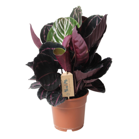 Pauwenplant - Calathea 'Dottie' - Hoogte 30-40cm - ⌀17cm