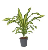 Drakenbloedboom - Dracaena fragrans 'Charley' - Hoogte 100-110cm - ⌀24cm