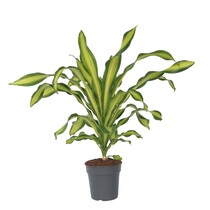 Drakenbloedboom - Dracaena fragrans 'Charley' - Hoogte 100-110cm - ⌀24cm
