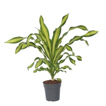 Drakenbloedboom - Dracaena fragrans 'Charley' - Hoogte 100-110cm - ⌀24cm