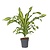 Drakenbloedboom - Dracaena fragrans 'Charley' - Hoogte 100-110cm - ⌀24cm