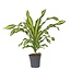 Drakenbloedboom - Dracaena fragrans 'Charley' - Hoogte 100-110cm - ⌀24cm