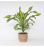 Drakenbloedboom - Dracaena fragrans 'Charley' - Hoogte 100-110cm - ⌀24cm