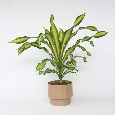 Drakenbloedboom - Dracaena fragrans 'Charley' - Hoogte 100-110cm - ⌀24cm
