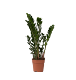 ZZ-plant - Zamioculcas Zamiifolia - Hoogte 55-65cm - ⌀17cm