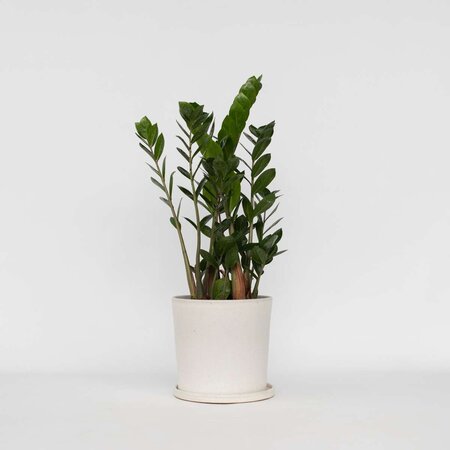 ZZ-plant - Zamioculcas Zamiifolia - Hoogte 55-65cm - ⌀17cm