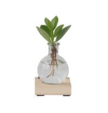 Varkensboom in glas met verlichting - Clusia rosea - Hoogte 15-20cm - ⌀8cm