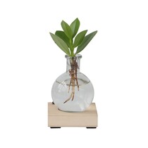 Varkensboom in glas met verlichting - Clusia rosea - Hoogte 15-20cm - ⌀8cm