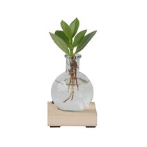 Varkensboom in glas met verlichting - Clusia rosea - Hoogte 15-20cm - ⌀8cm