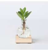 Varkensboom in glas met verlichting - Clusia rosea - Hoogte 15-20cm - ⌀8cm