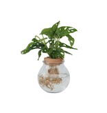 Apenmasker in glas - Monstera adansonii 'Monkey Mask' - Hoogte 25-35cm - ⌀20cm
