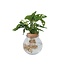 Apenmasker in glas - Monstera adansonii 'Monkey Mask' - Hoogte 25-35cm - ⌀20cm