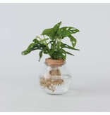 Apenmasker in glas - Monstera adansonii 'Monkey Mask' - Hoogte 25-35cm - ⌀20cm