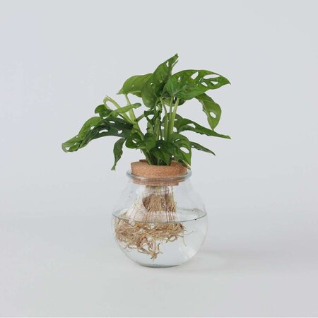 Apenmasker in glas - Monstera adansonii 'Monkey Mask' - Hoogte 25-35cm - ⌀20cm