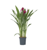 Siamese tulp - Curcuma alismatifolia - Hoogte 70-90cm - ⌀19cm