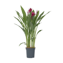 Siamese tulp - Curcuma alismatifolia - Hoogte 70-90cm - ⌀19cm