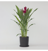 Siamese tulp - Curcuma alismatifolia - Hoogte 70-90cm - ⌀19cm