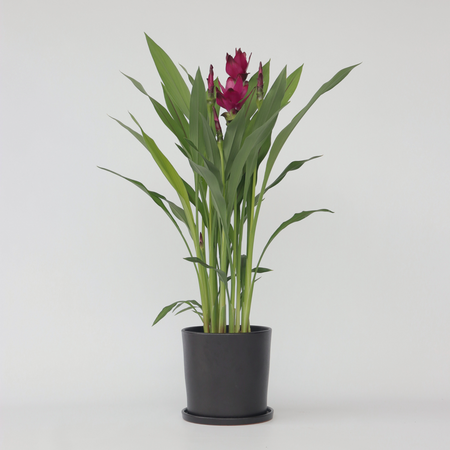 Siamese tulp - Curcuma alismatifolia - Hoogte 70-90cm - ⌀19cm