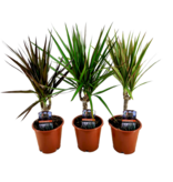 Drakenbloedboom - Set van 3 - Dracaena marginata - Hoogte 30-40cm - ⌀12cm