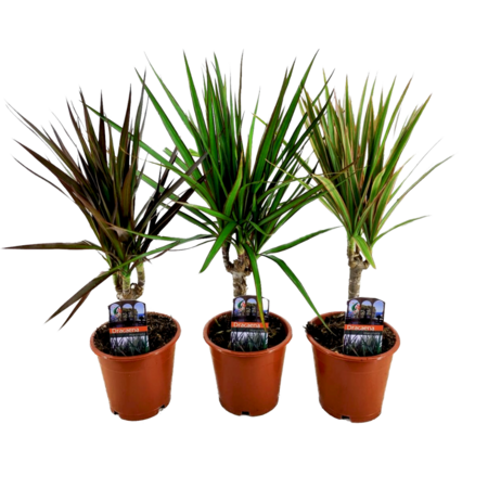 Drakenbloedboom - Set van 3 - Dracaena marginata - Hoogte 30-40cm - ⌀12cm