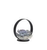 Echeveria - Echeveria lilacina - Hoogte 20cm