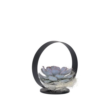 Echeveria - Echeveria lilacina - Hoogte 20cm